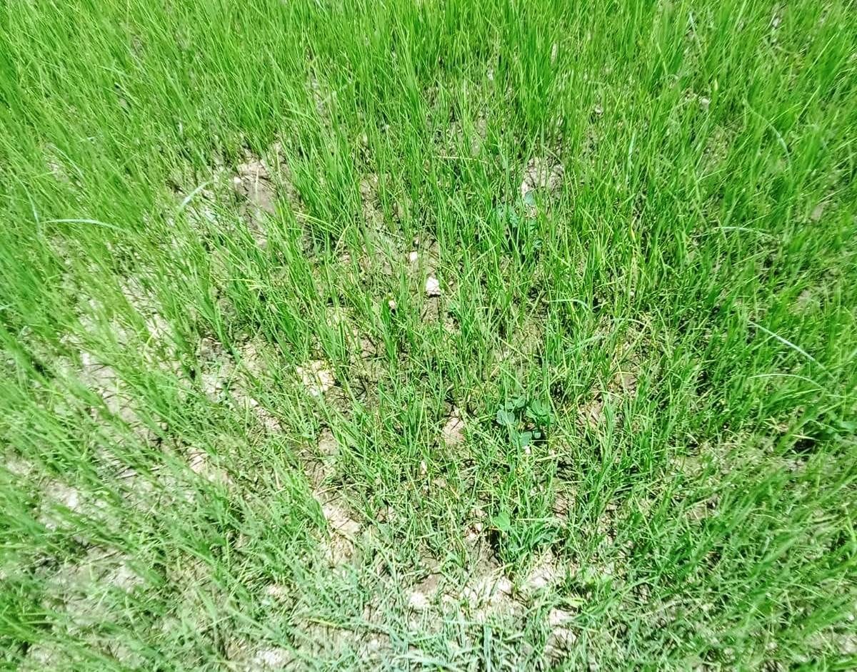 Less rain increased the concern of paddy producing farmers