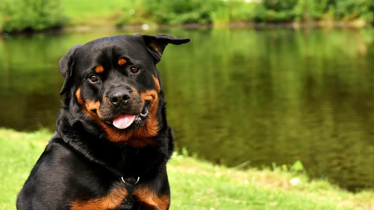 the most dangerous five dog breeds of the world