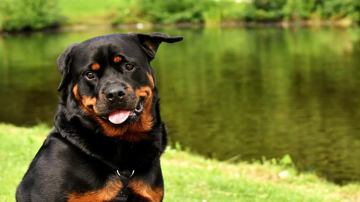 the most dangerous five dog breeds of the world