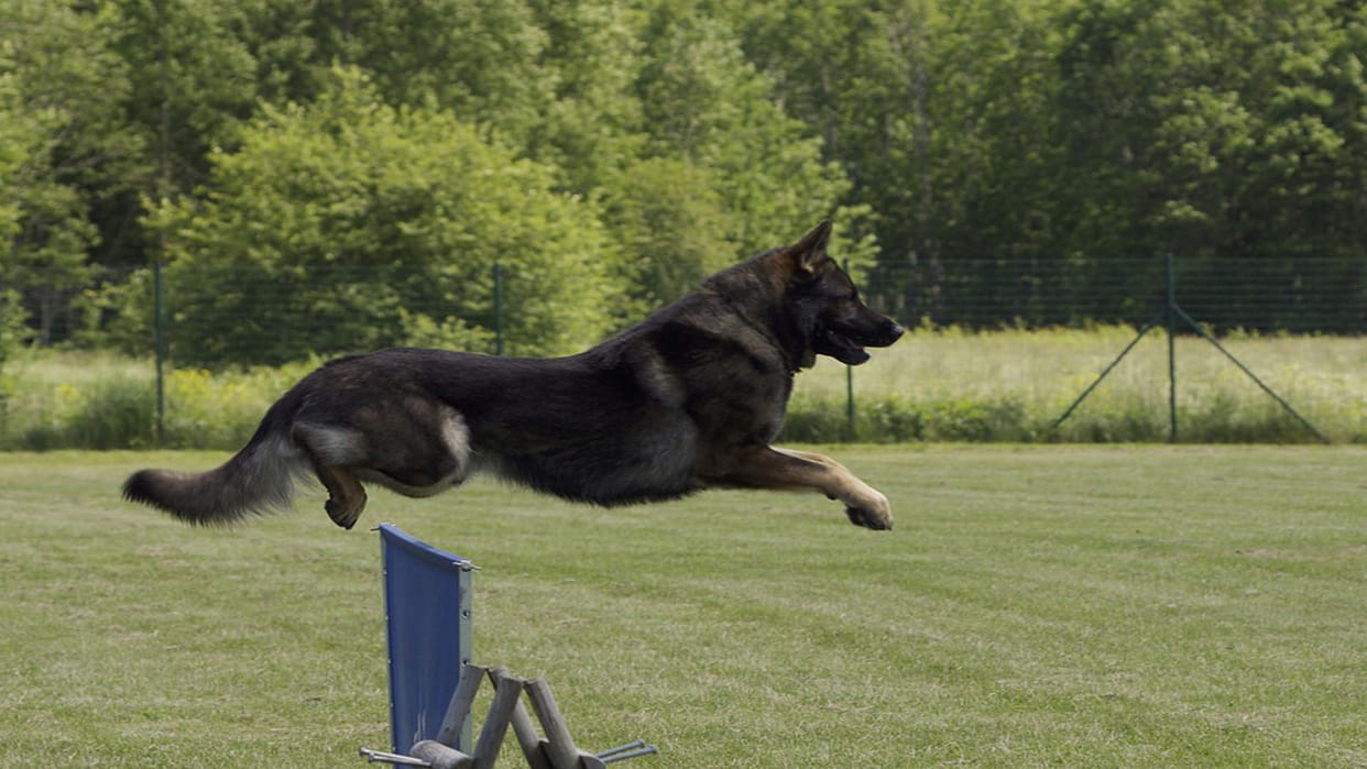 Chandigarh Special dog squad received by Union Home Minister will expedite action against Drugs