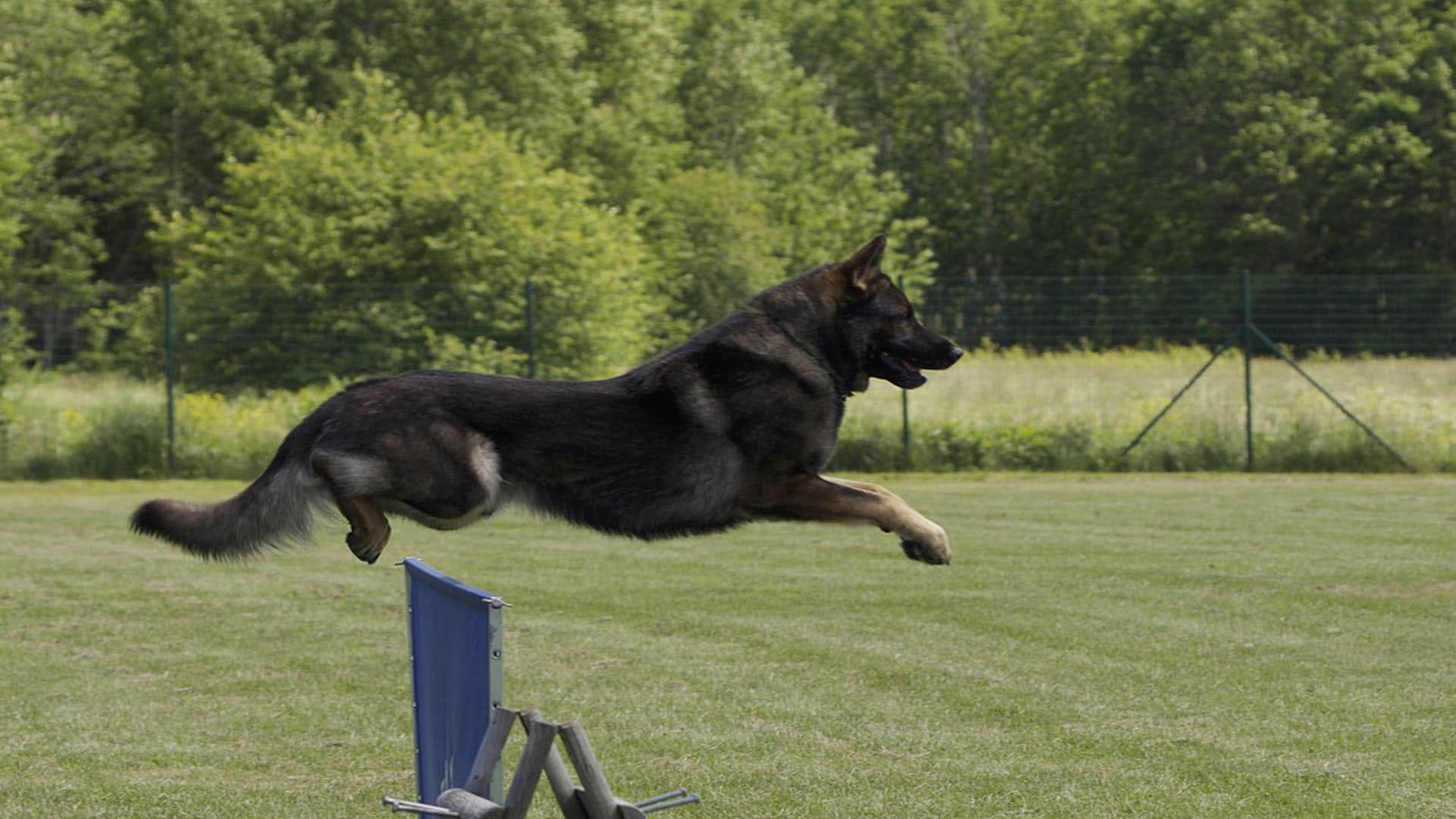the most dangerous five dog breeds of the world