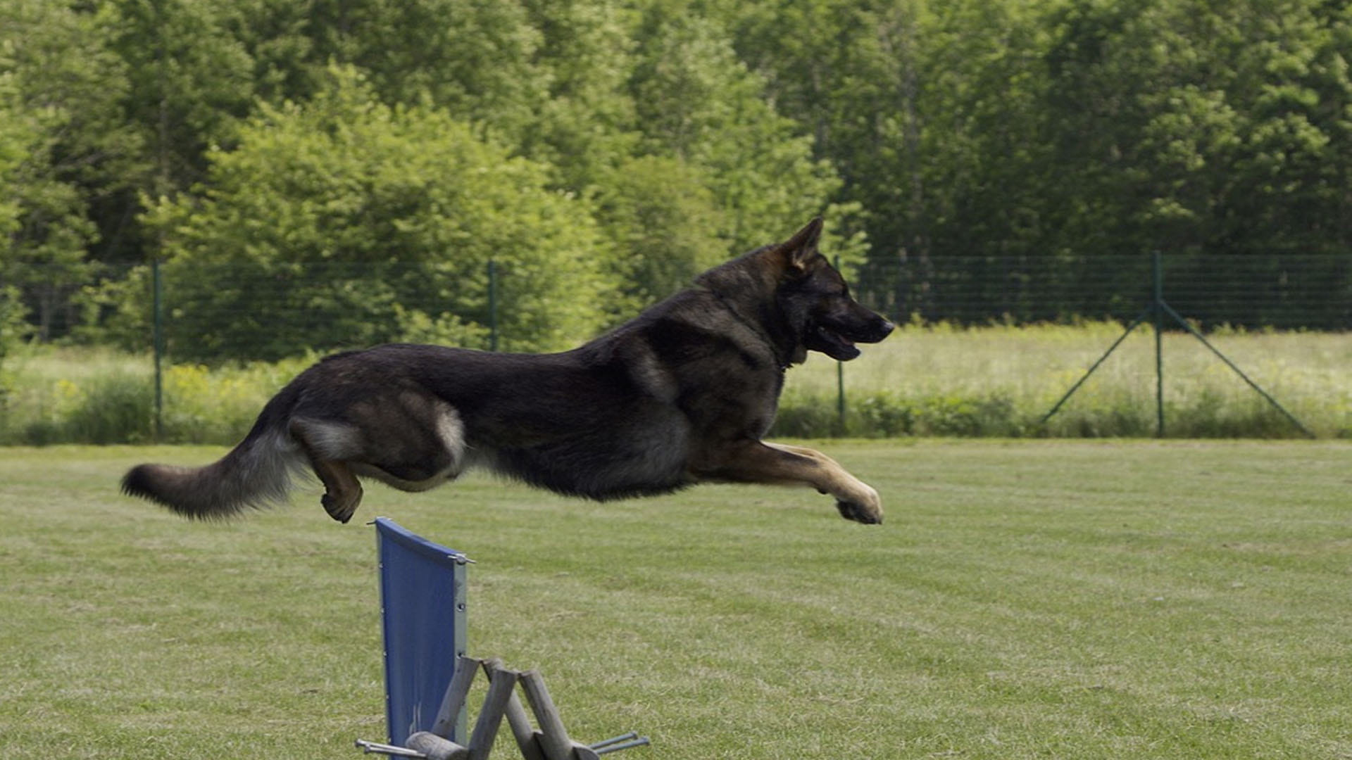 the most dangerous five dog breeds of the world