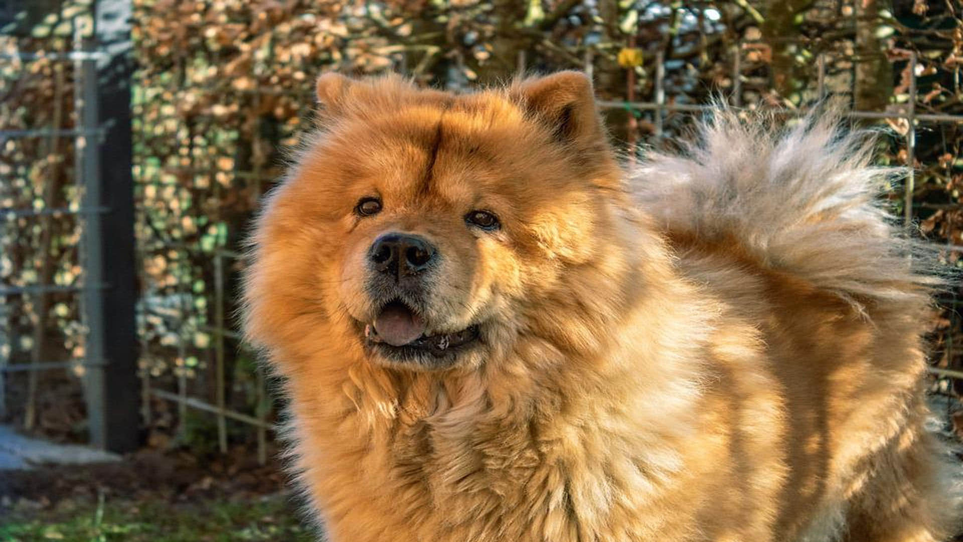 the most dangerous five dog breeds of the world