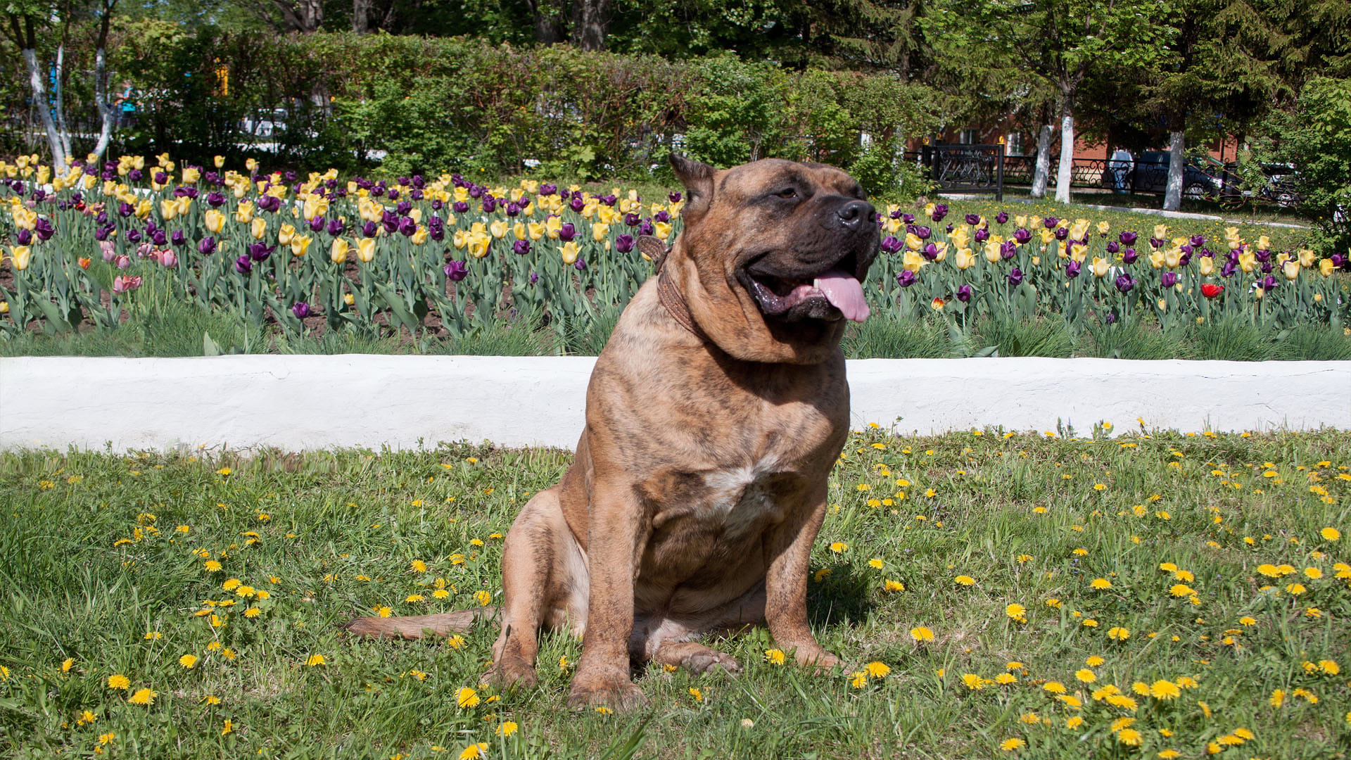 the most dangerous five dog breeds of the world