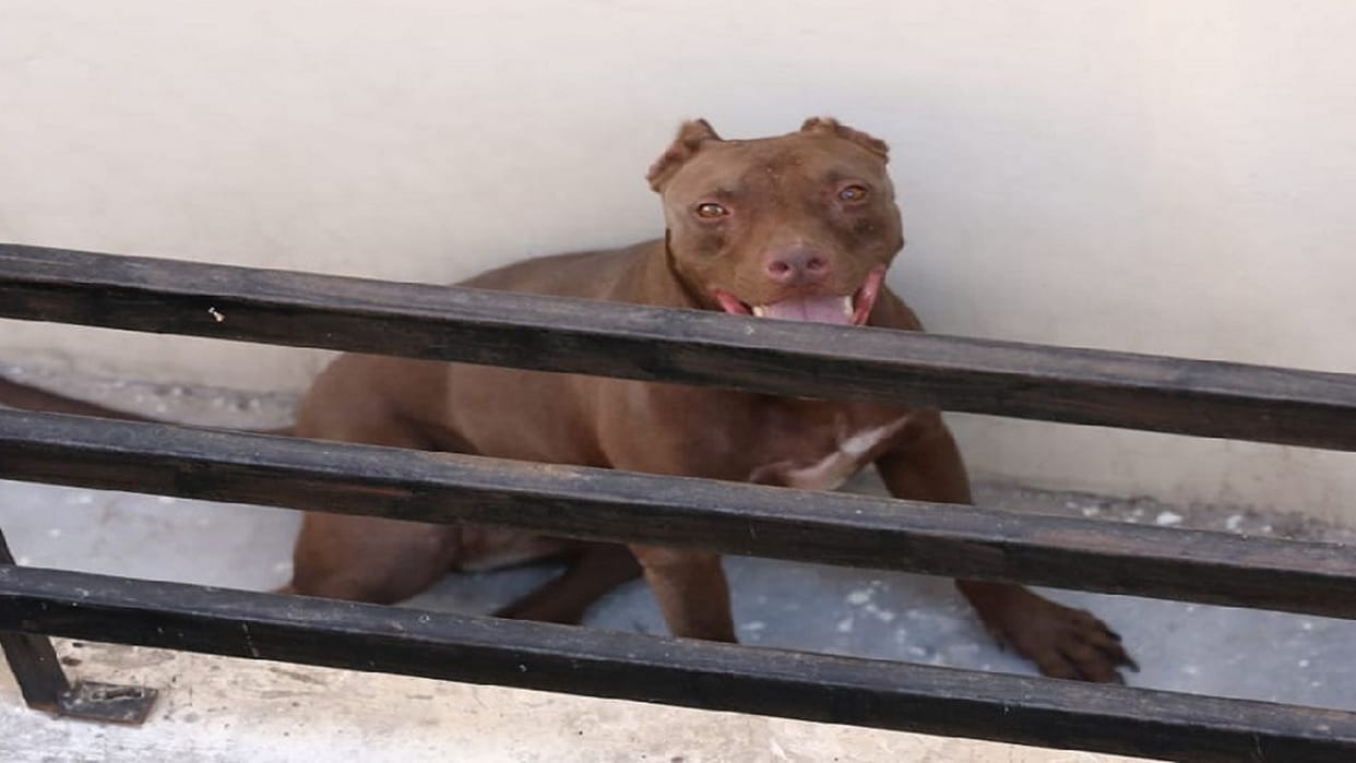 Ten people contacted municipal officials to adopt pitbull brownie