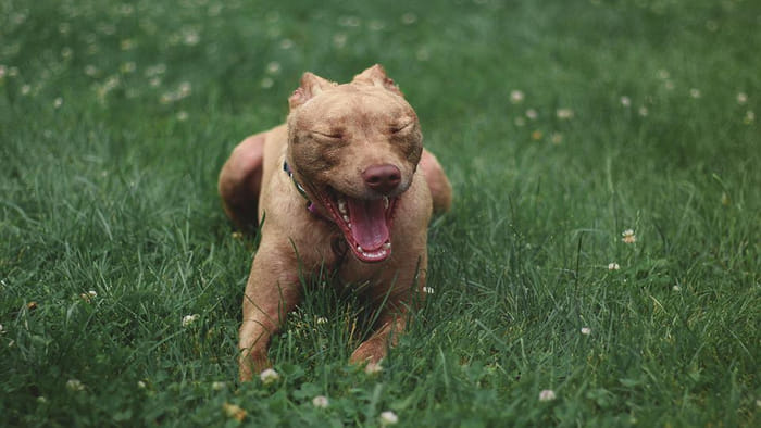 Noida: After a fight, bullies got three people bitten by a pit bull.