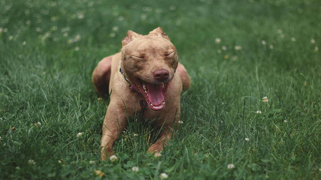 Pitbull Attack Keeping these breeds of dogs can kill your life And may have to go to jail