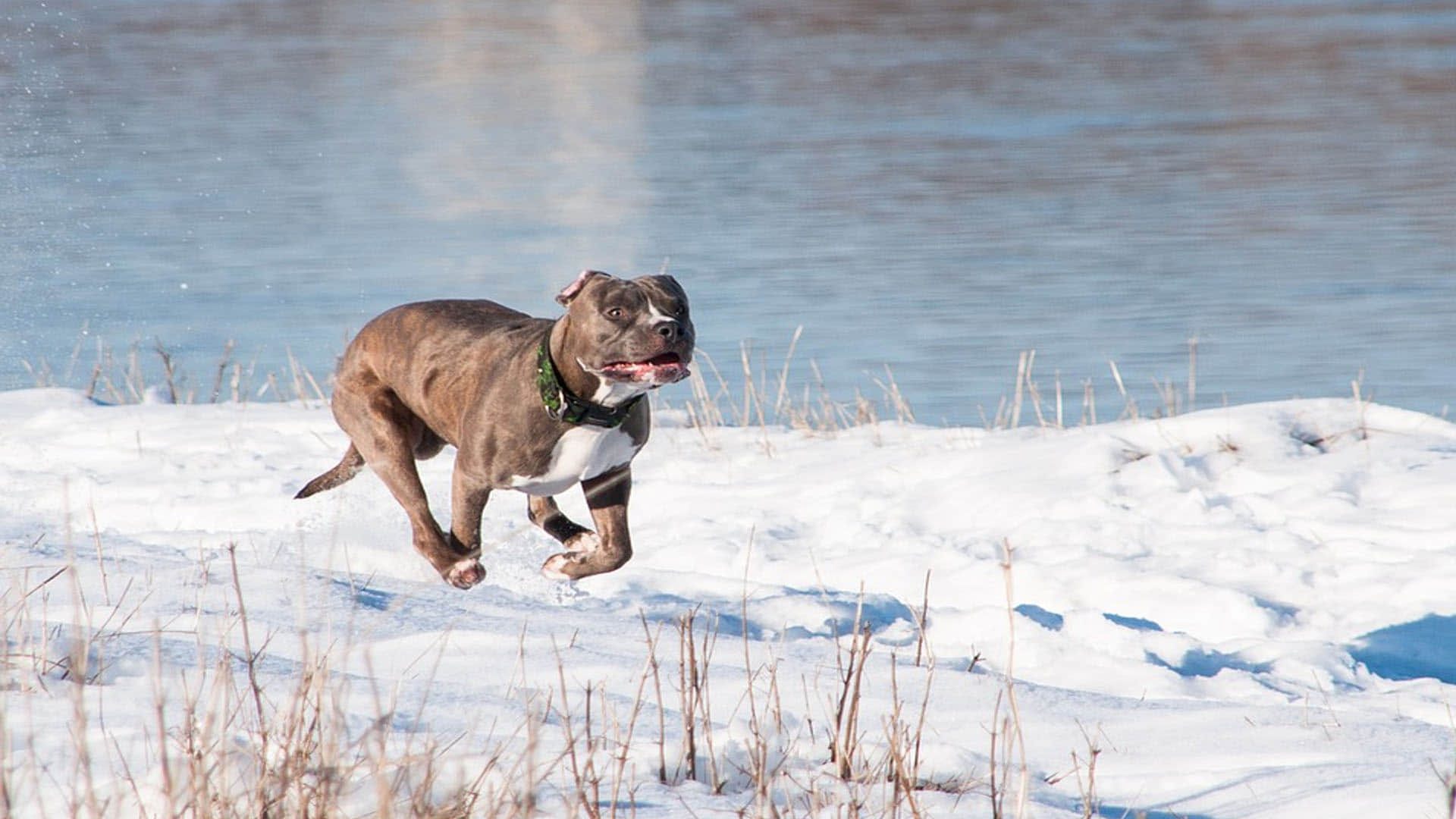 Pitbull Attack Keeping these breeds of dogs can kill your life And may have to go to jail