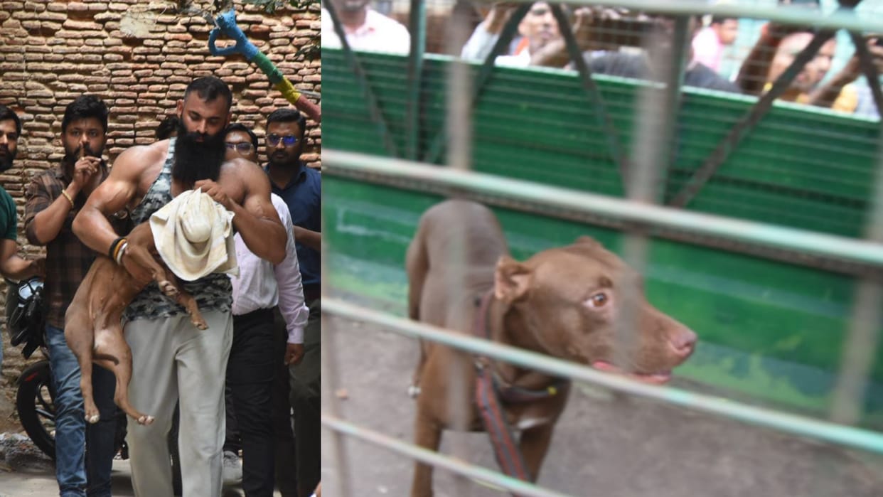 Team of Nagar Nigam catches the pitbull dog.