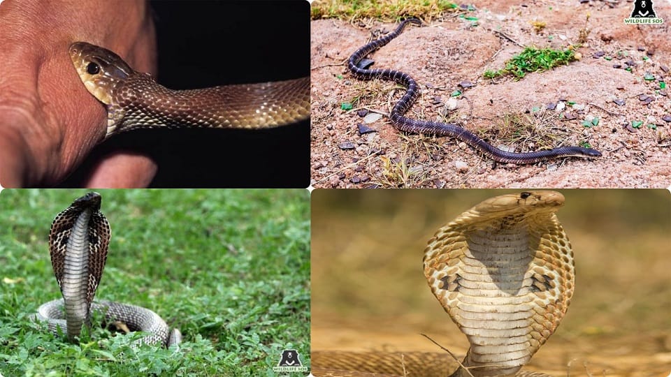 World Snake Day 2022 know superstitions related to snakes which are beyond reality