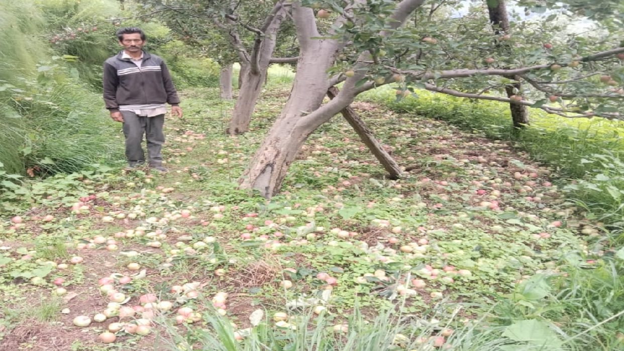 Three thousand boxes of apples were removed from the gardens in Chiuna Village chopal shimla, loss of lakhs to the gardeners