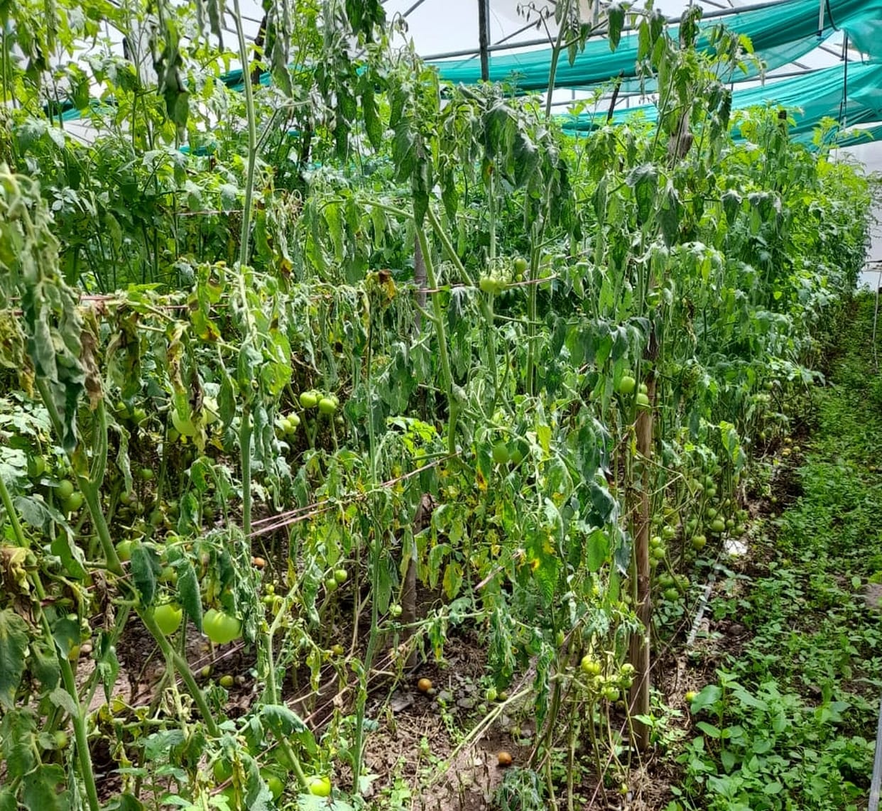 Tomato and capsicum crops got red mite disease