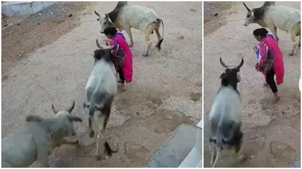 Bull attacked and slammed woman to ground in Jodhpur condition critical