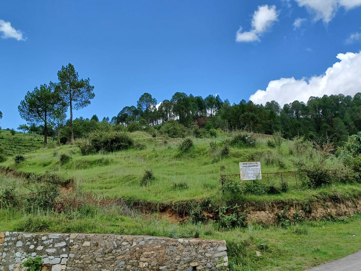 33 Percent Plantation Failed in Champawat