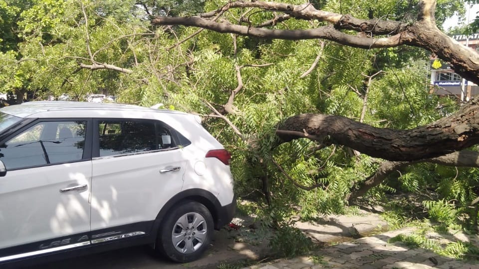 Tree fell in Chandigarh sector 46