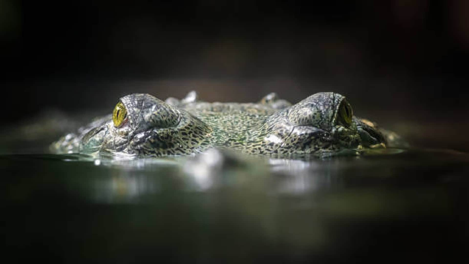 Why Crocodiles Swallow Their Food Without Chewing by Teeth Know Interesting Facts in Hindi