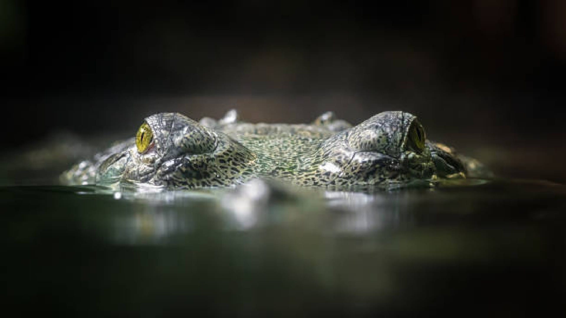 Why Crocodiles Swallow Their Food Without Chewing by Teeth Know Interesting Facts in Hindi