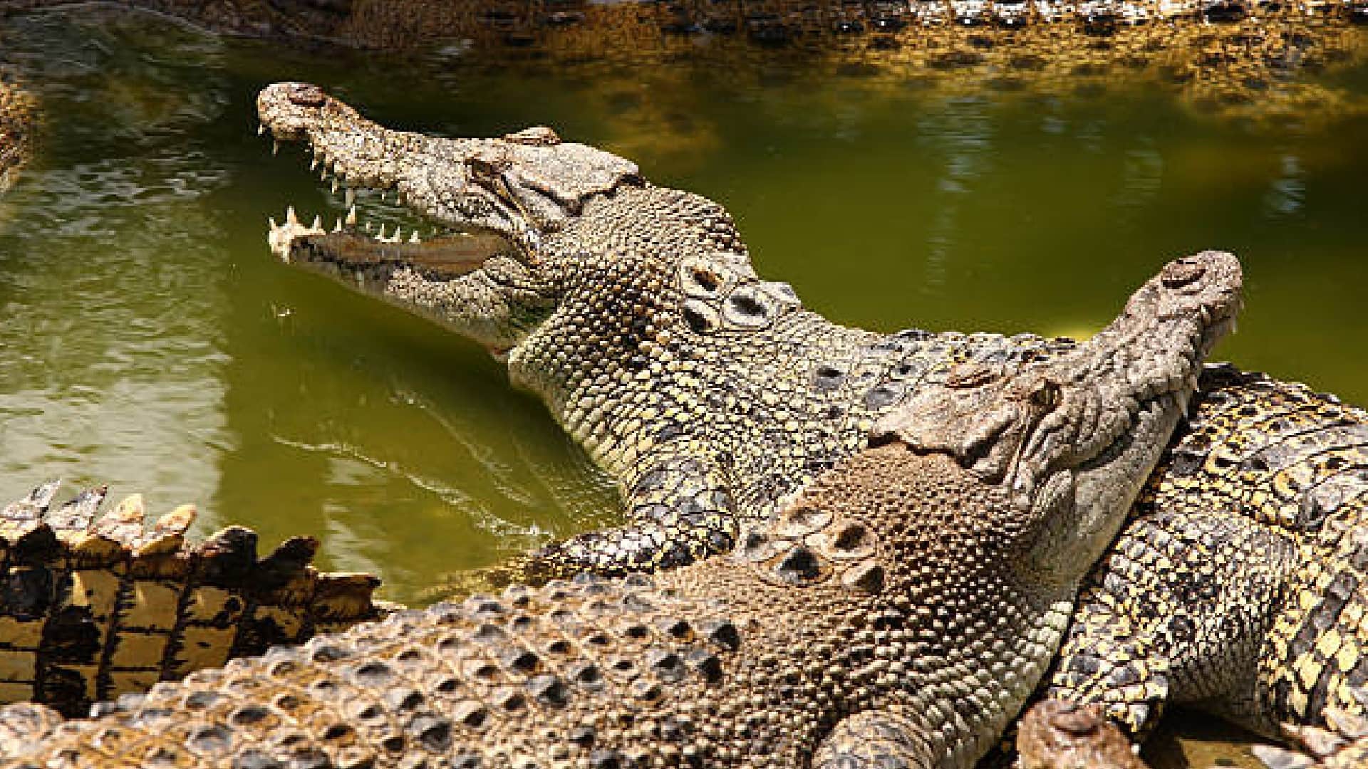 Why Crocodiles Swallow Their Food Without Chewing by Teeth Know Interesting Facts in Hindi
