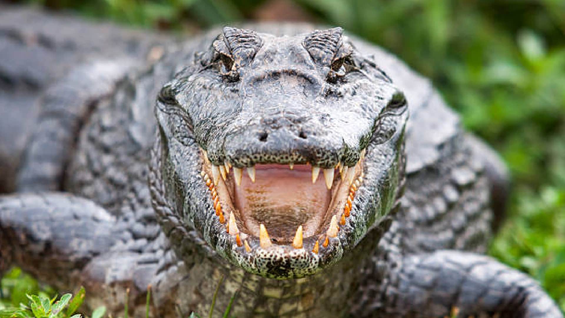Why Crocodiles Swallow Their Food Without Chewing by Teeth Know Interesting Facts in Hindi