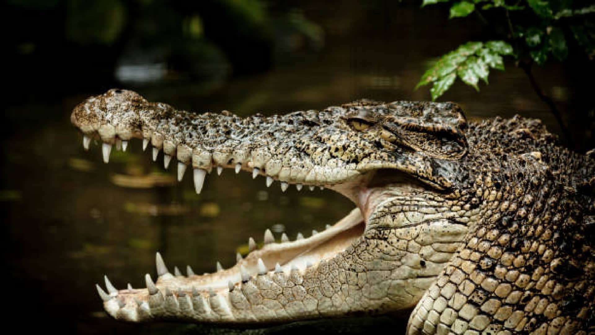 Why Crocodiles Swallow Their Food Without Chewing by Teeth Know Interesting Facts in Hindi