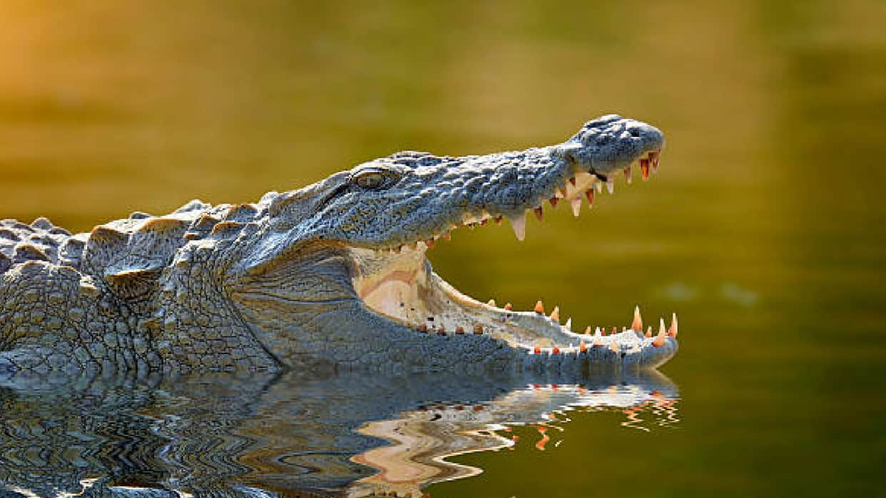 Why Crocodiles Swallow Their Food Without Chewing by Teeth Know Interesting Facts in Hindi
