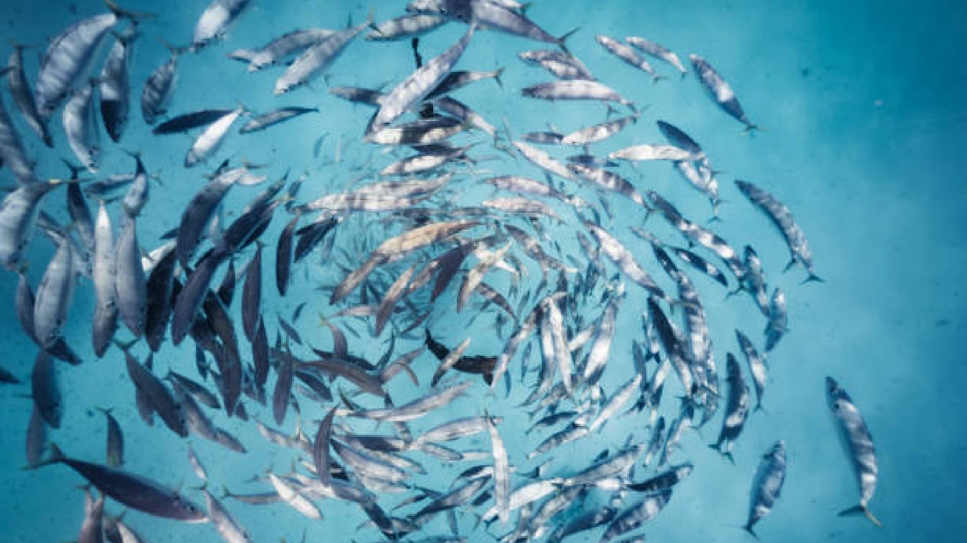China Scientists Discovered Robot Fish Who Eat Up Microplastics in Oceans Know How