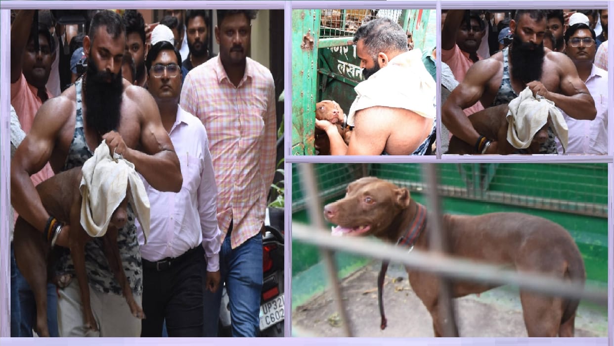 pitbull attack lucknow news Team of Nagar Nigam catches pitbull dog