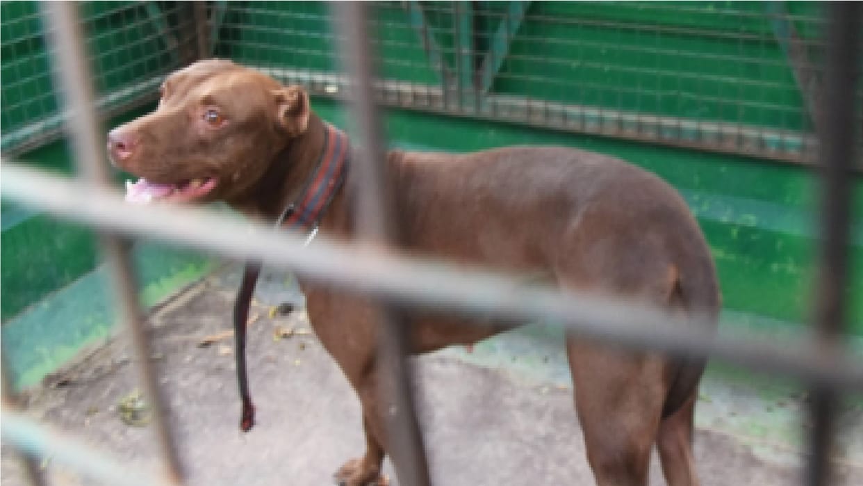 Ghaziabad: Registration will be canceled if the dog is roamed without putting on a leash