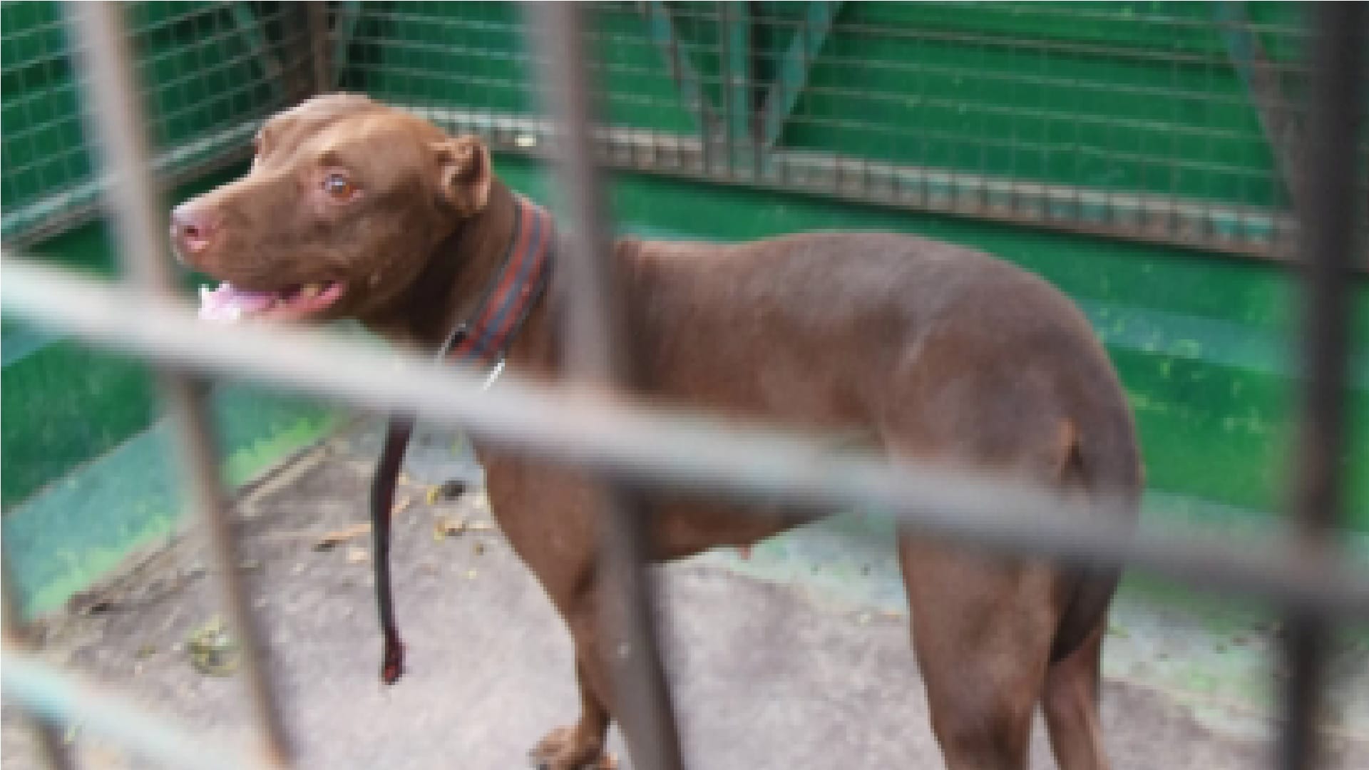 pitbull attack lucknow news Team of Nagar Nigam catches pitbull dog