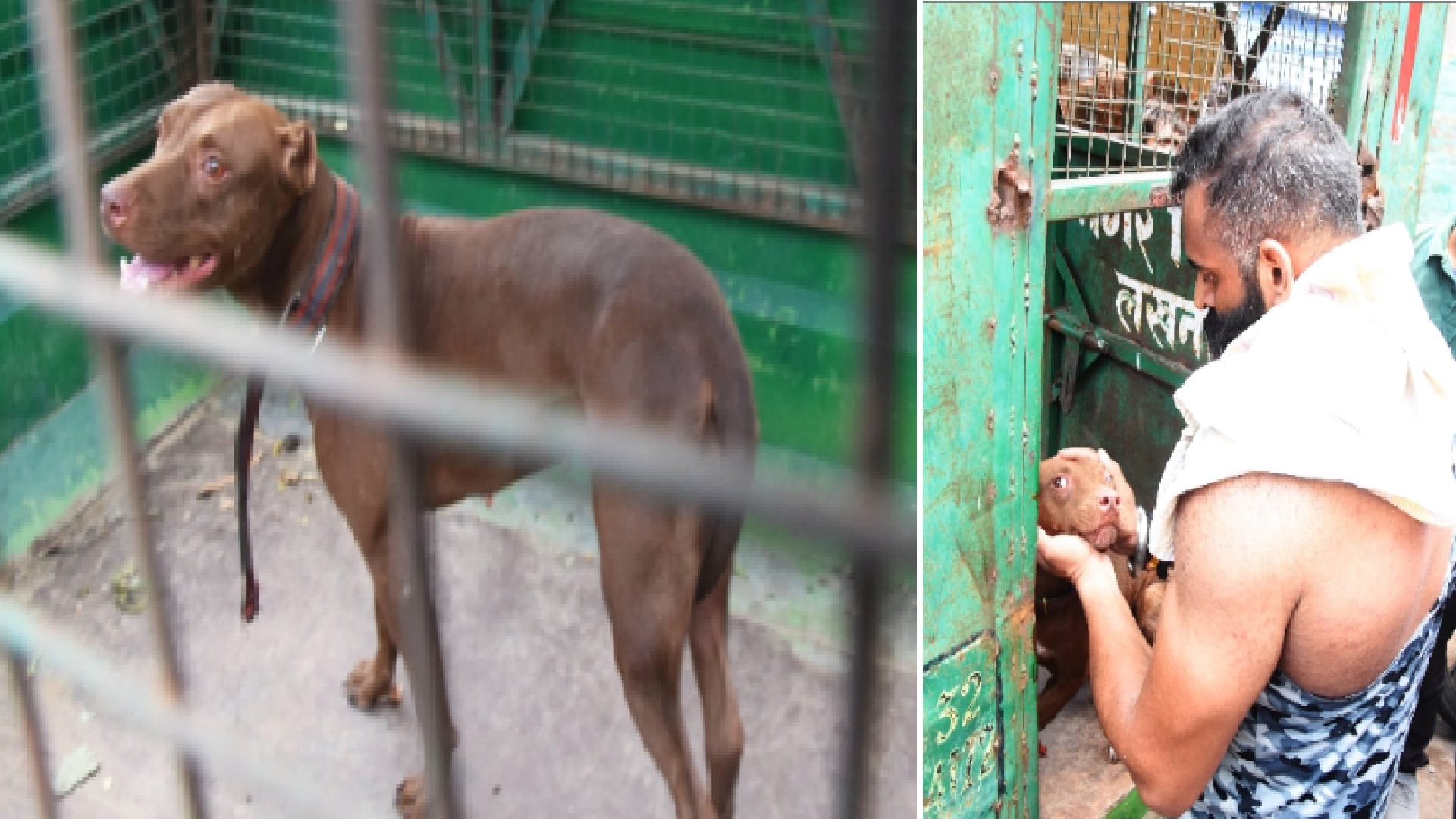 pitbull attack lucknow news Team of Nagar Nigam catches pitbull dog