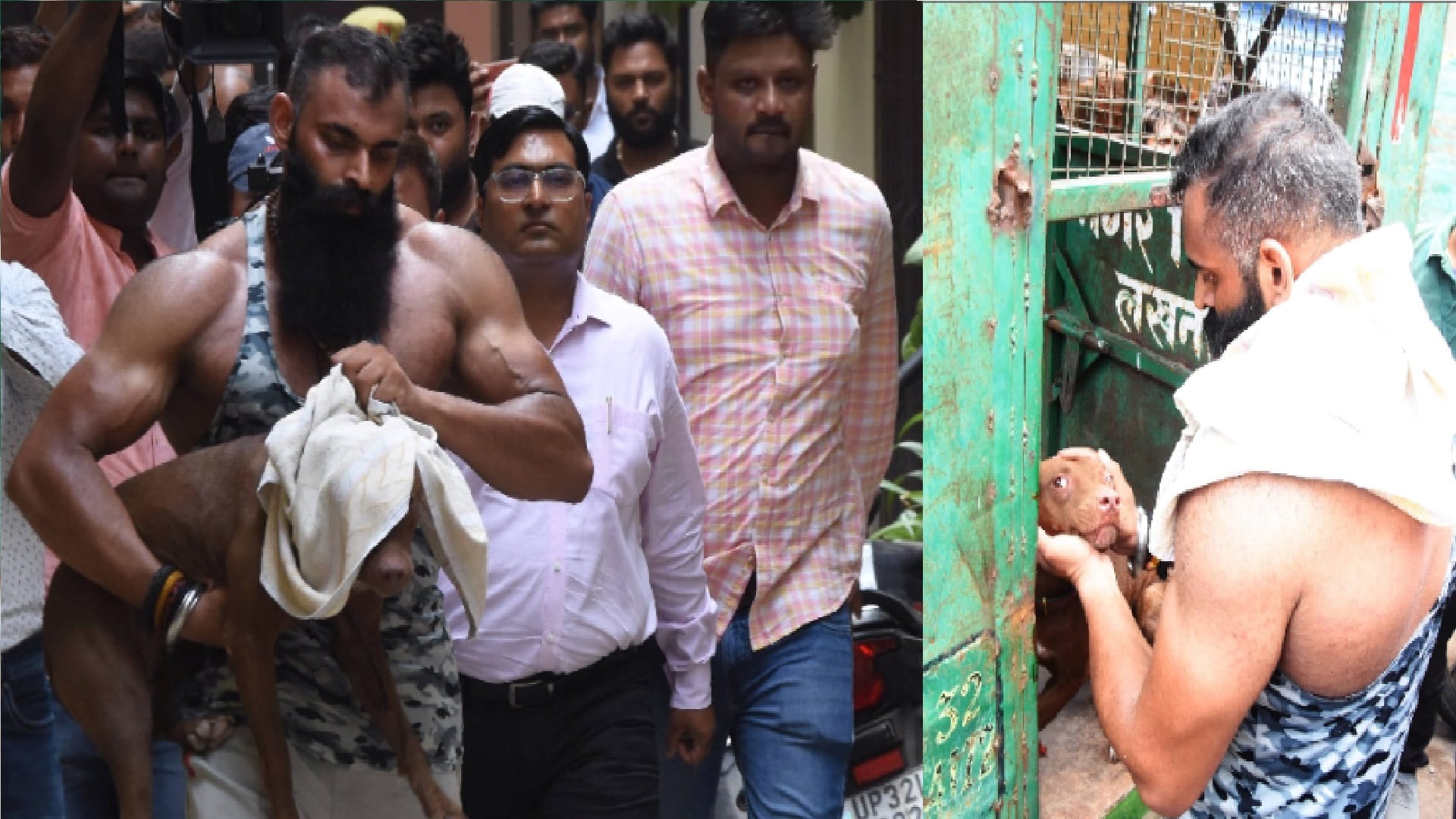pitbull attack lucknow news Team of Nagar Nigam catches pitbull dog