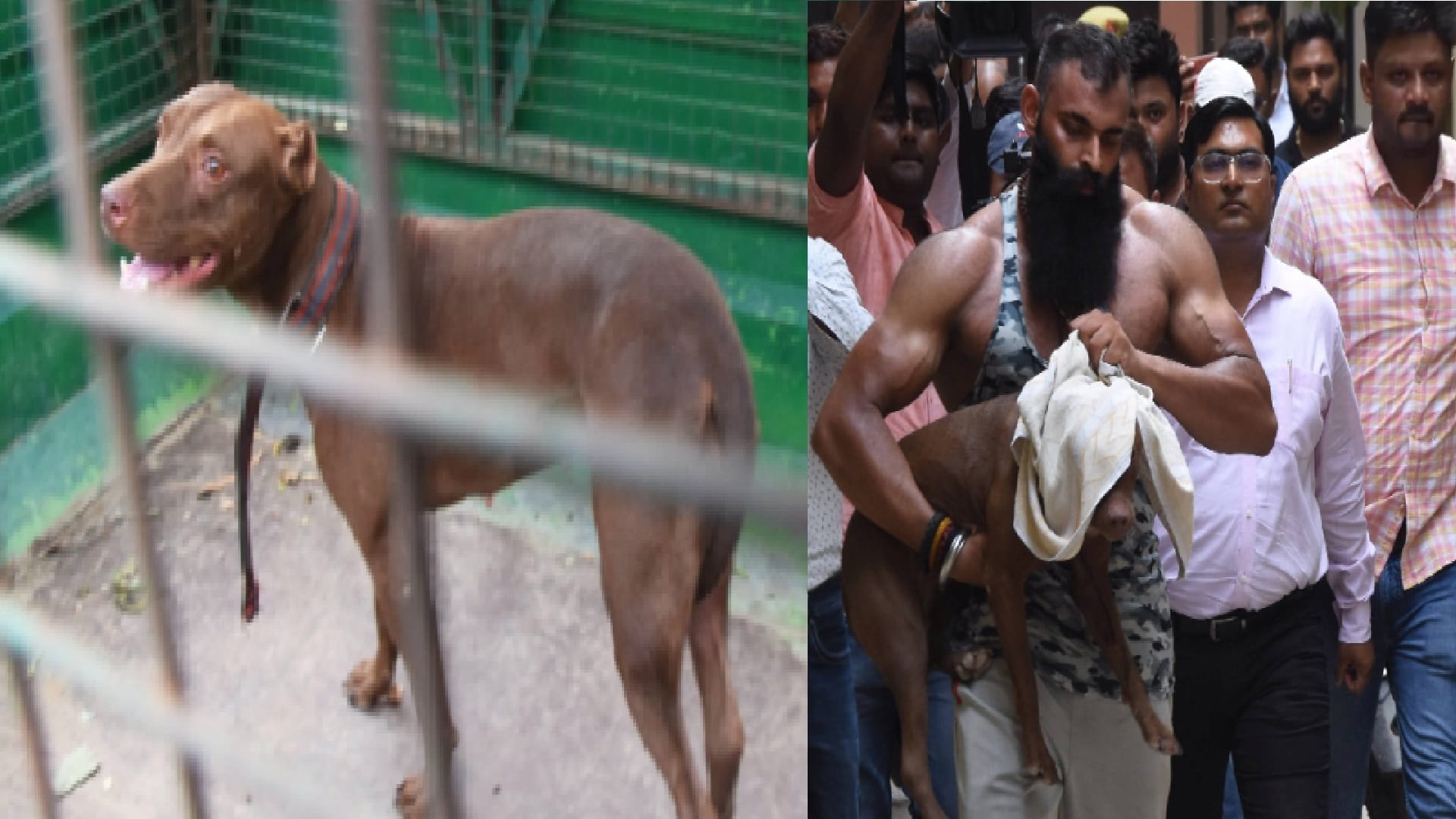 pitbull attack lucknow news Team of Nagar Nigam catches pitbull dog