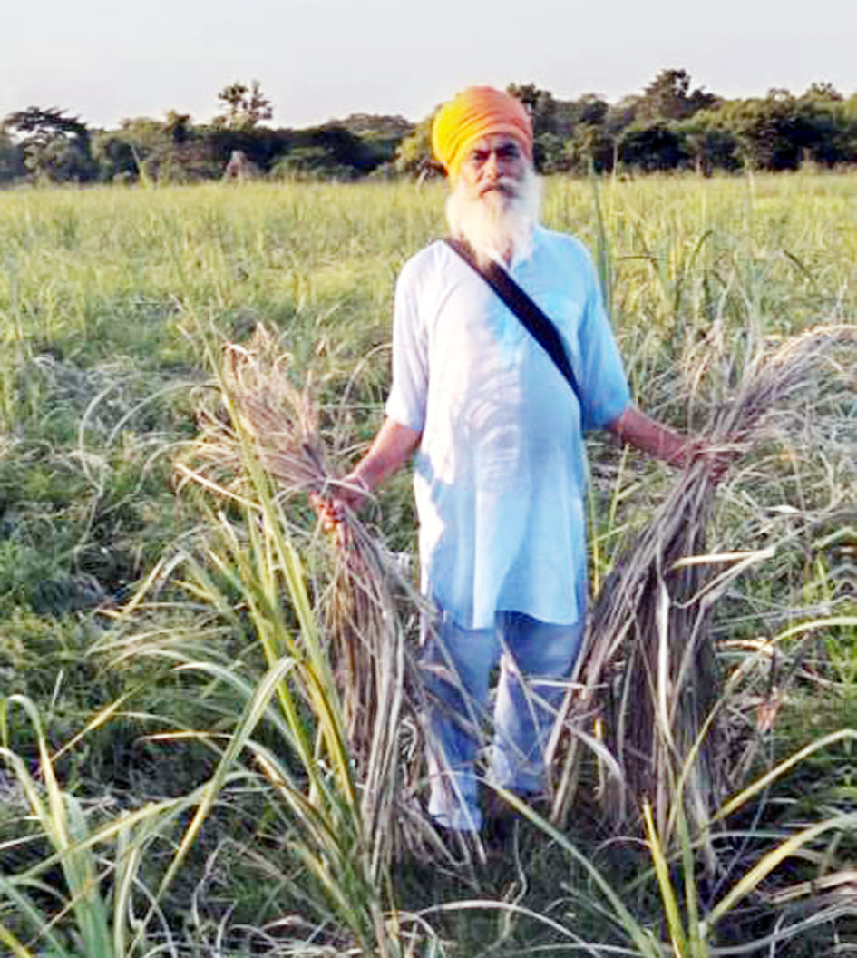 The elephants harvested the sandy crop