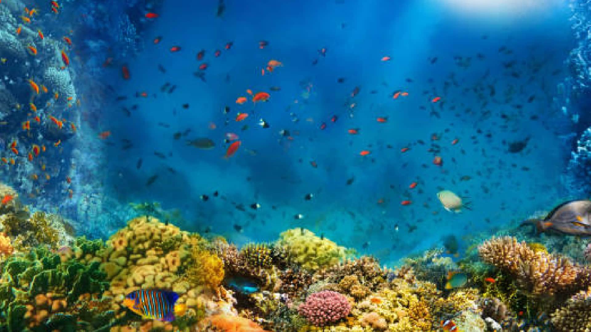 China Scientists Discovered Robot Fish Who Eat Up Microplastics in Oceans Know How