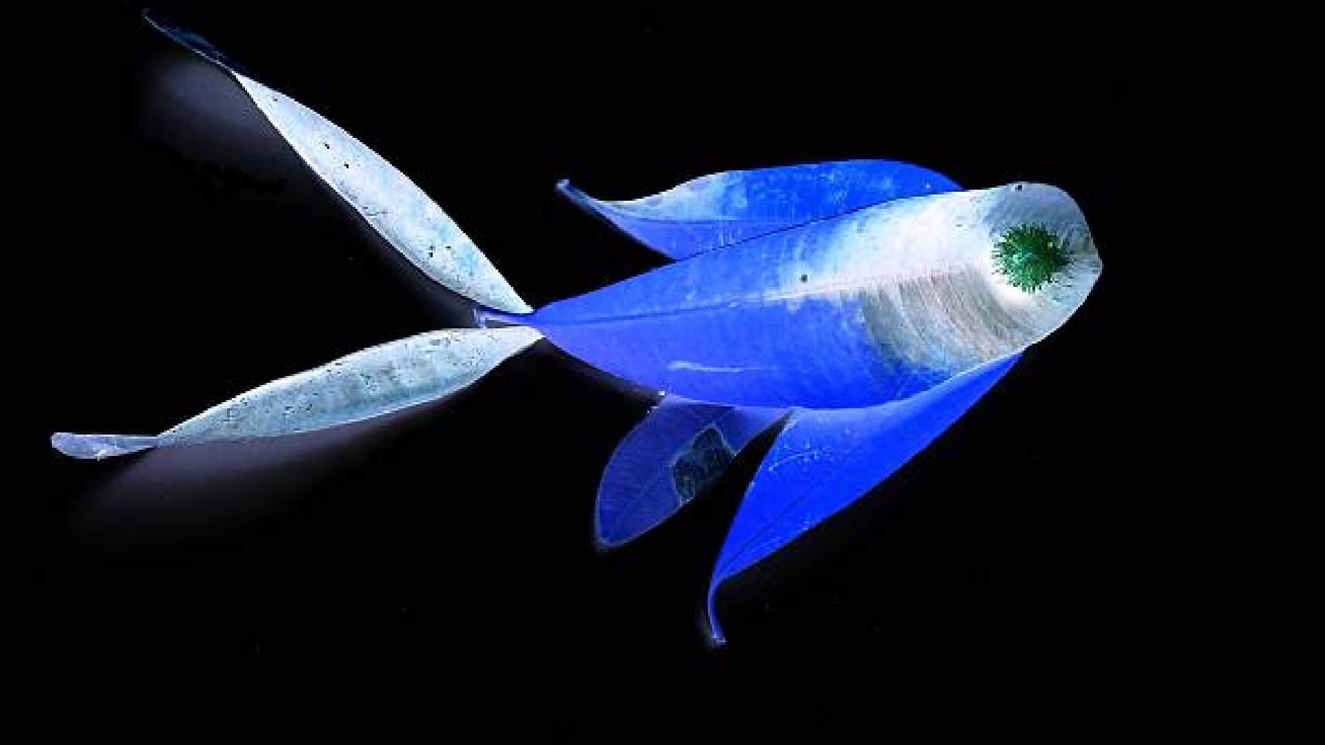 China Scientists Discovered Robot Fish Who Eat Up Microplastics in Oceans Know How