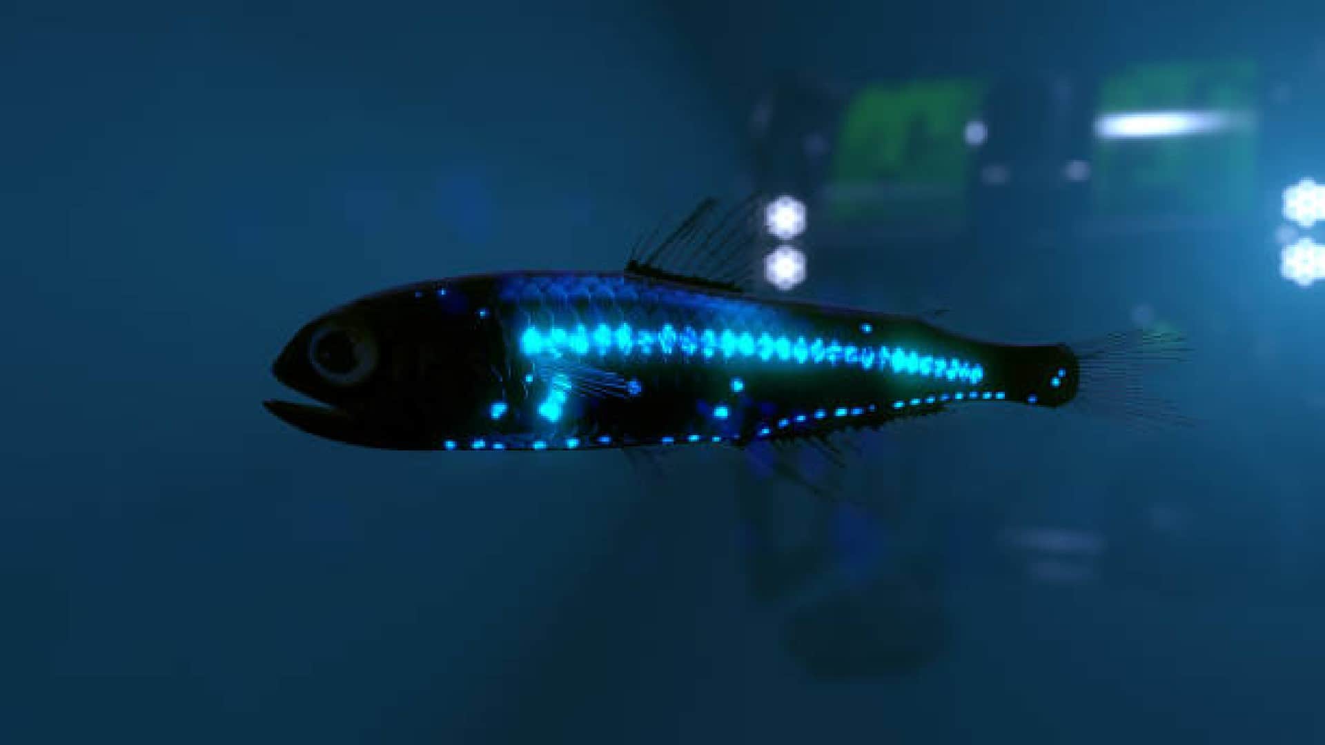 China Scientists Discovered Robot Fish Who Eat Up Microplastics in Oceans Know How