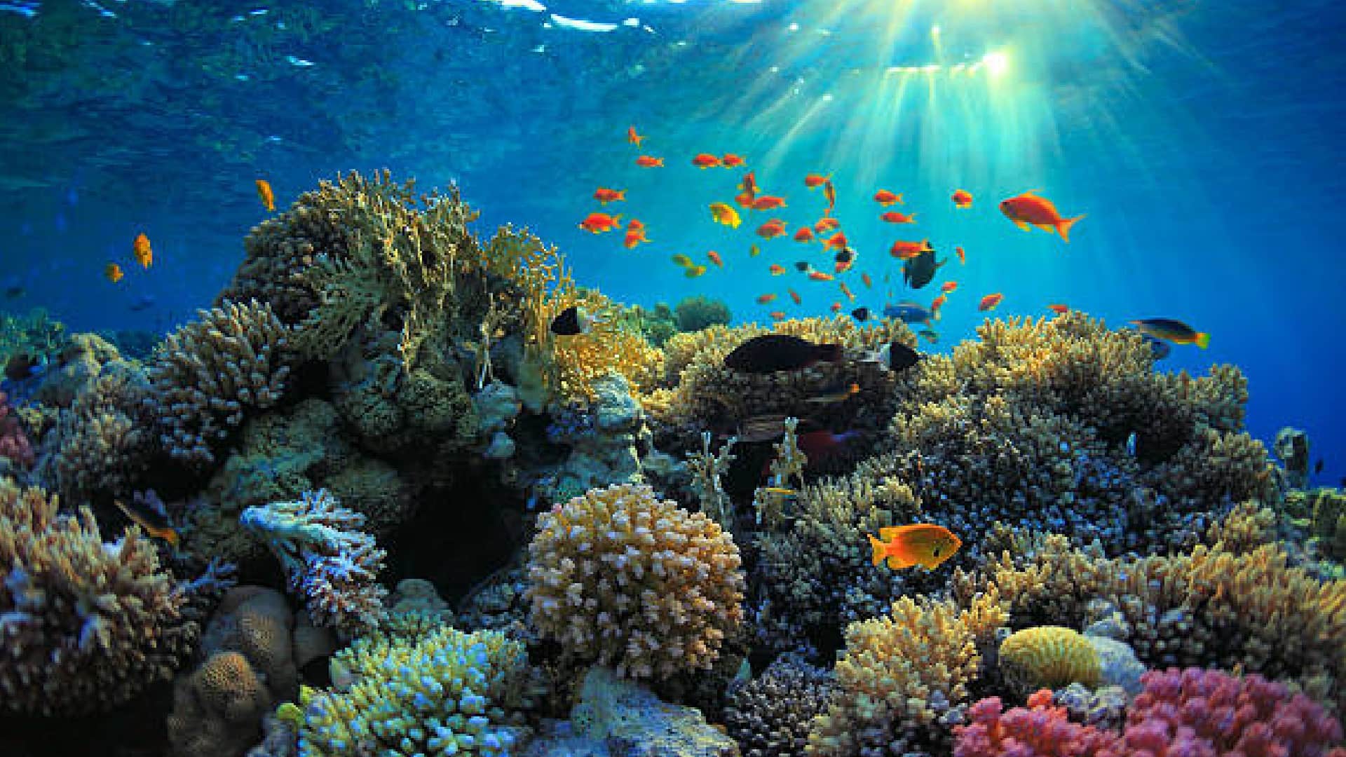 New Strange 39 Species Found In Pacific Ocean Know Details News In Hindi