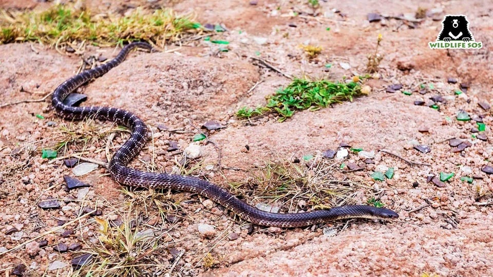 World Snake Day 2022 know superstitions related to snakes which are beyond reality