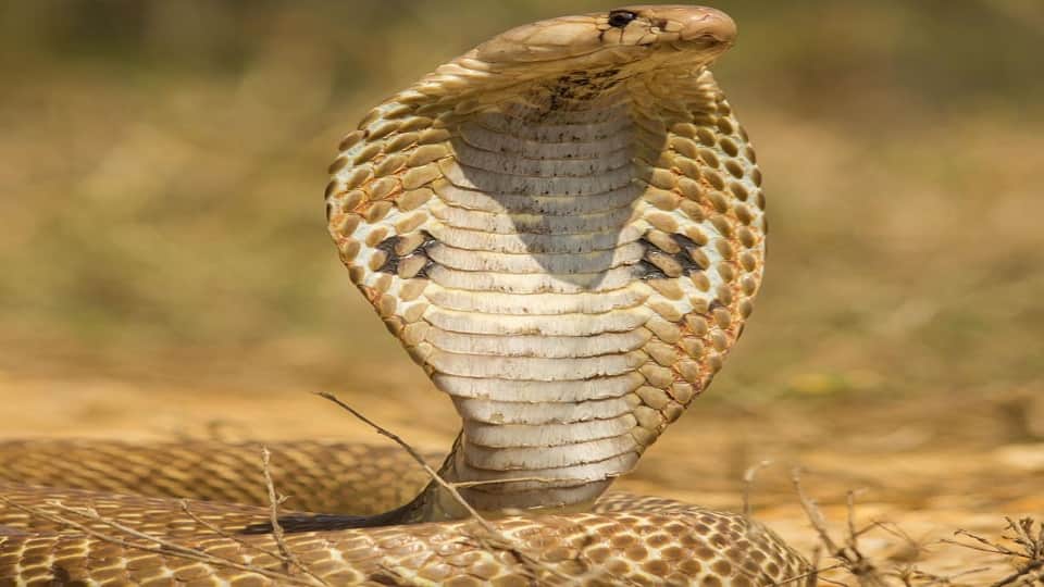 Nag Panchami worlds most dangerous snakes are found here in India