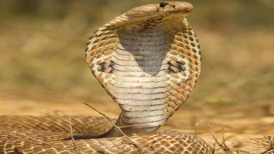 World Snake Day 2022 know superstitions related to snakes which are beyond reality