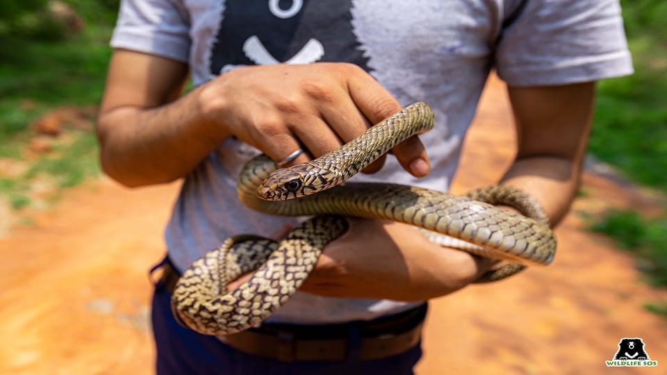 World Snake Day 2022 know superstitions related to snakes which are beyond reality