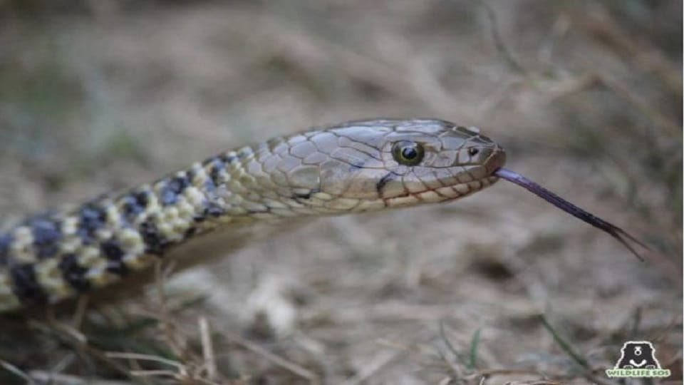 World Snake Day 2022 know superstitions related to snakes which are beyond reality