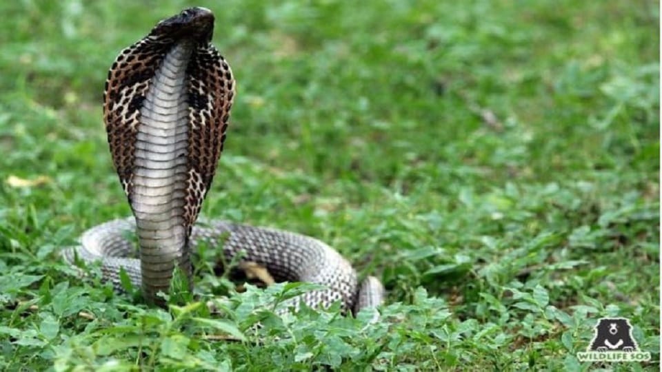 Why Snakes And Mongoose Are Enemies Know Reason Saap Aur Nevla Ki Dushmani Kyu Hoti Hai