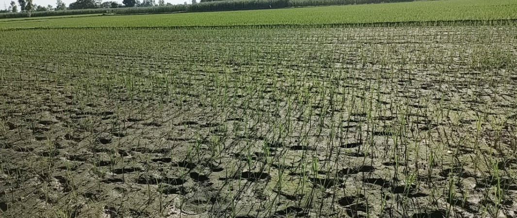 The indifference of the monsoon increased the concern of the farmers