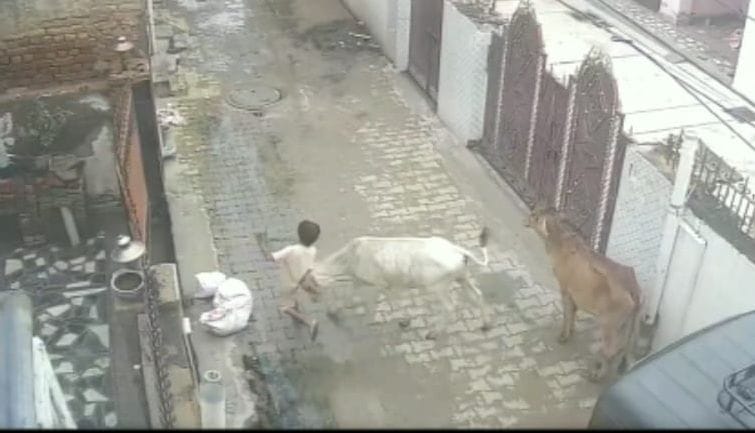 Cow attack on five year old innocent