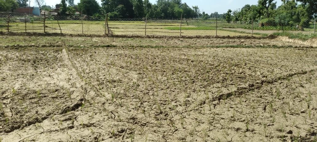 Clouds turn their faces, farmers are helpless, paddy planting stalled