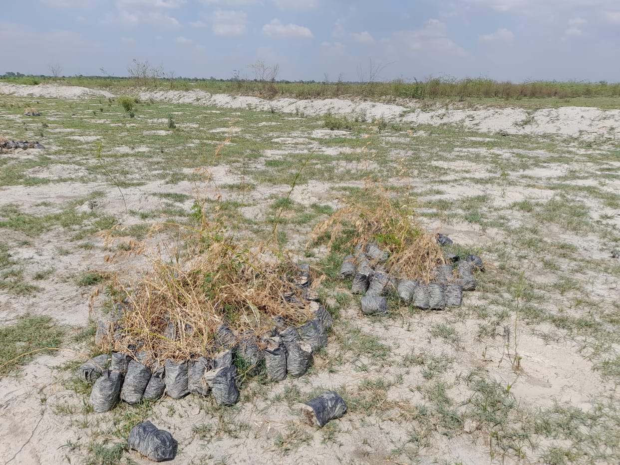 Without planting hundreds of plants, thousands of plants dried up due to lack of irrigation