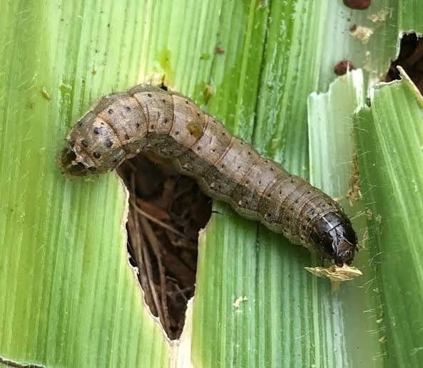 Fall army worm attack on maize crop