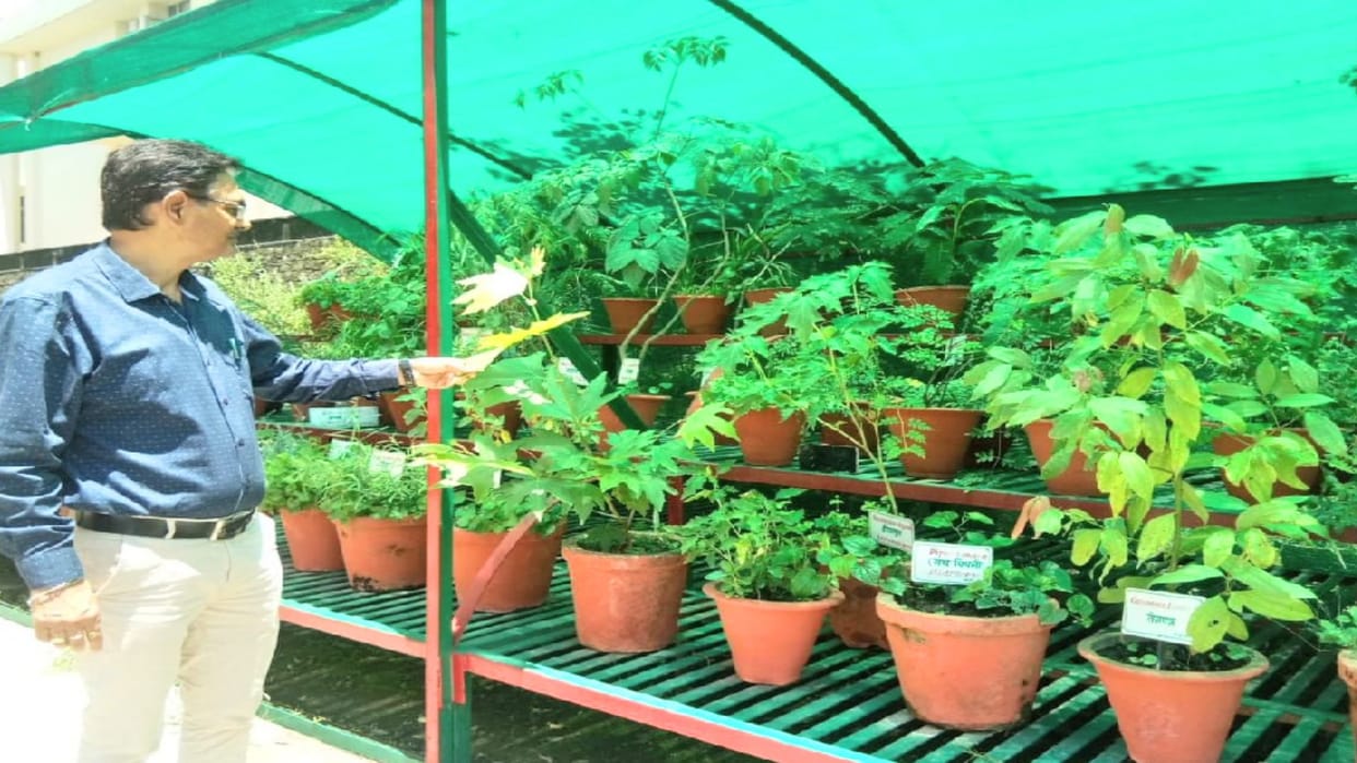 Diabetes will be treated with medicinal plants, research on 21 plants