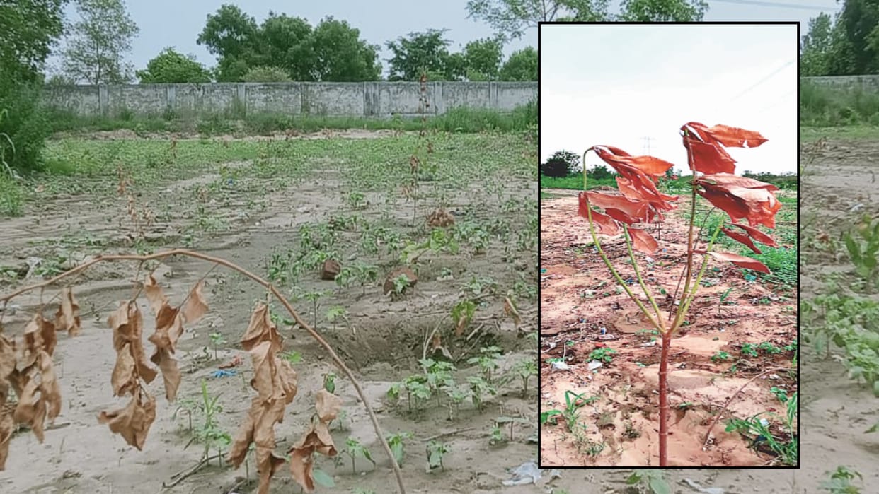 Meerut: Plant trees, take pictures and forget the responsibility, seven thousand plants dry in 10 days